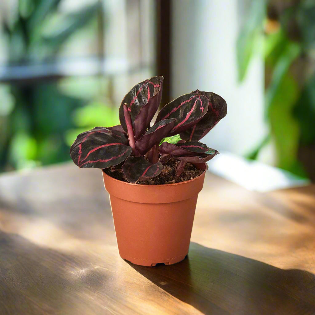 Calathea Roseopicta 'Dottie'