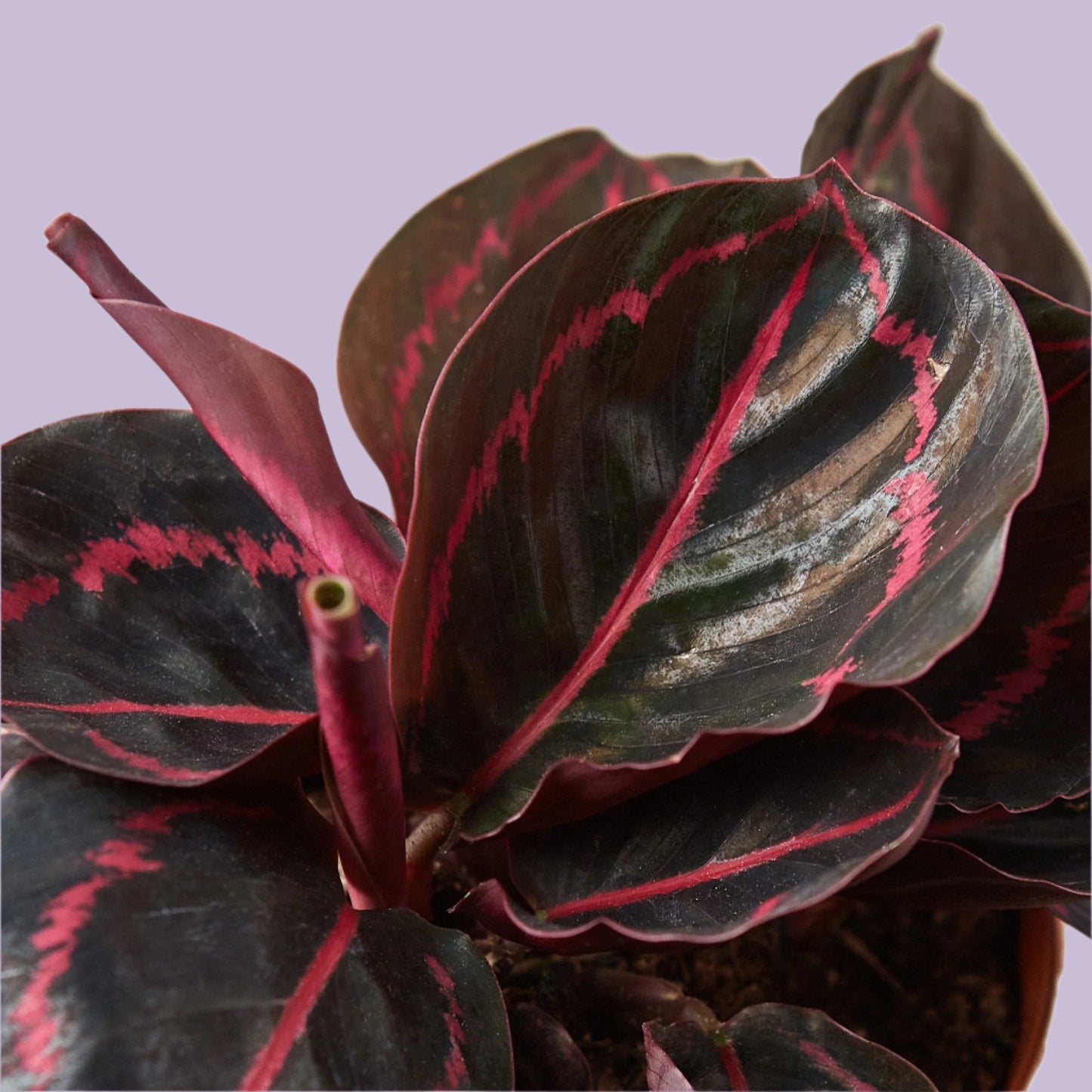 Calathea Roseopicta 'Dottie'