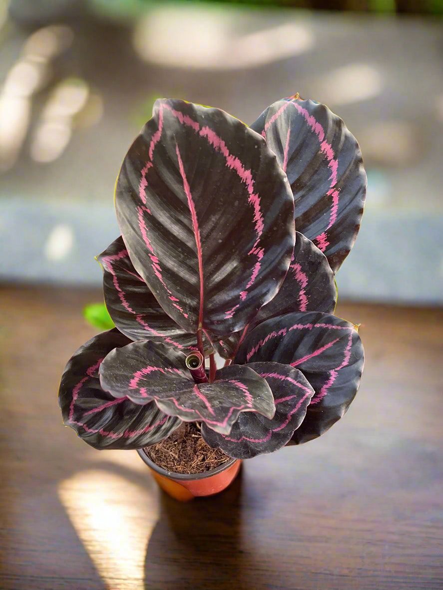 Calathea Roseopicta 'Dottie'