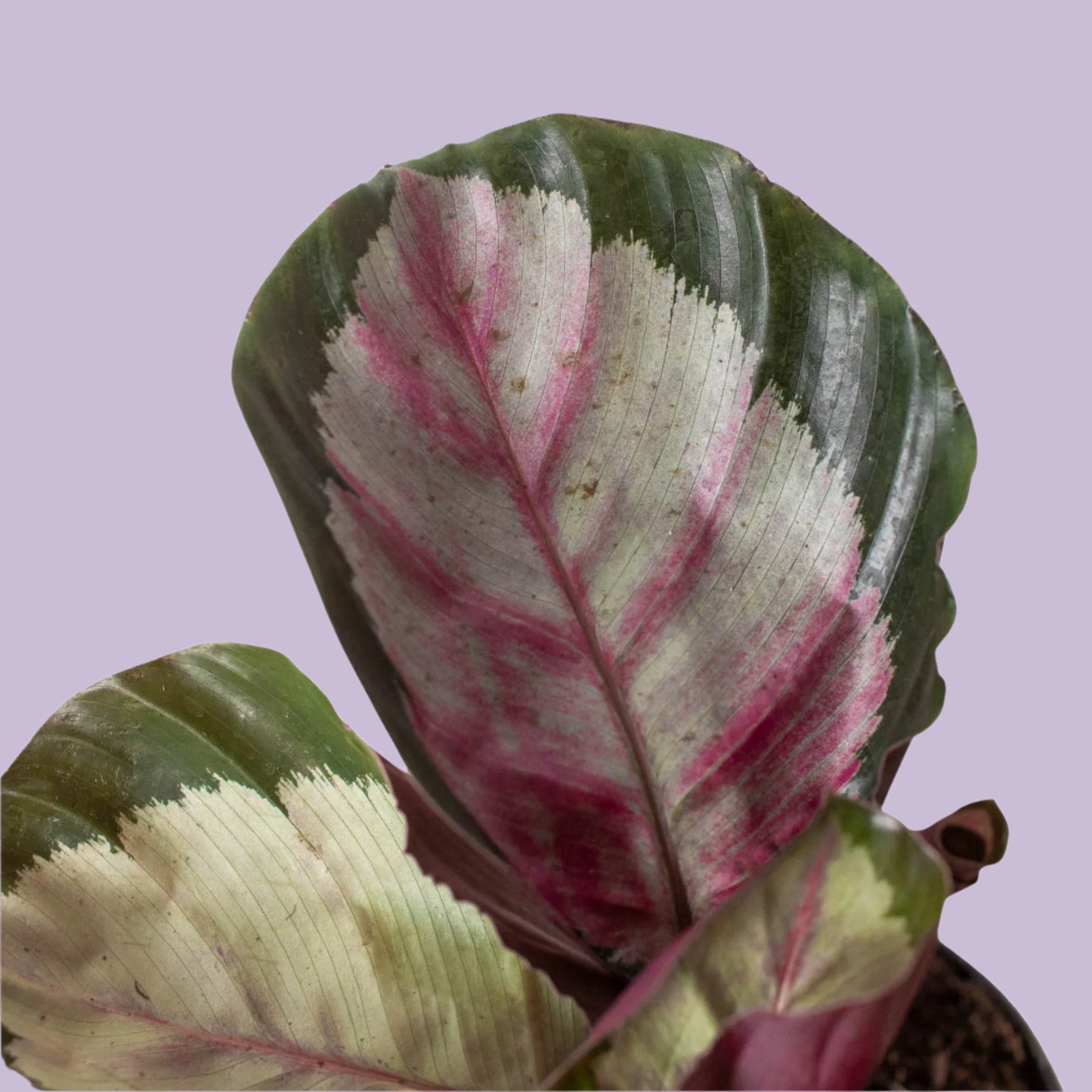 Calathea roseopicta 'Silvia'