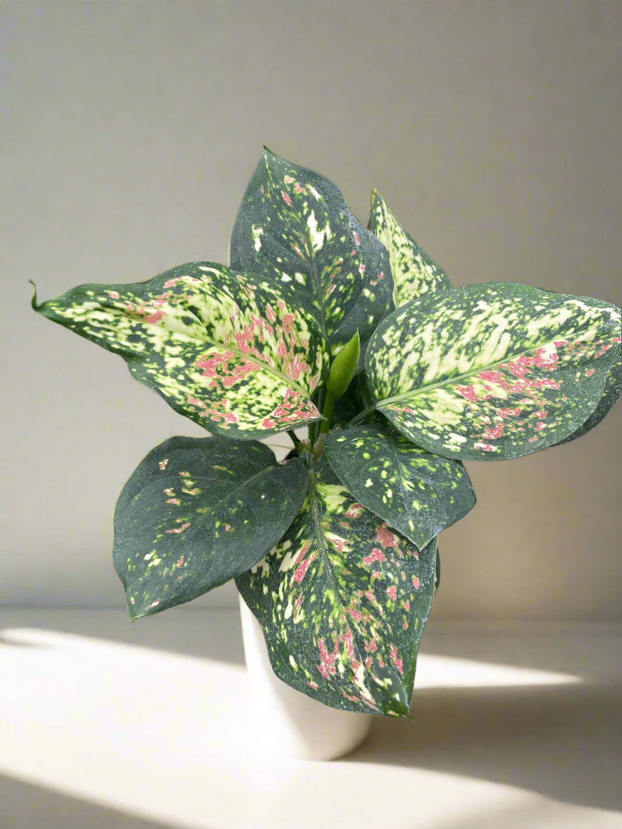 Chinese Evergreen 'Wishes'
