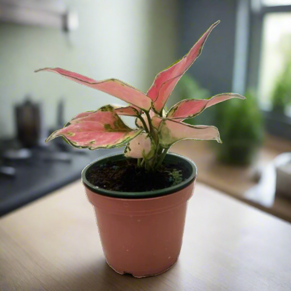 Chinese Evergreen 'Rich Red'