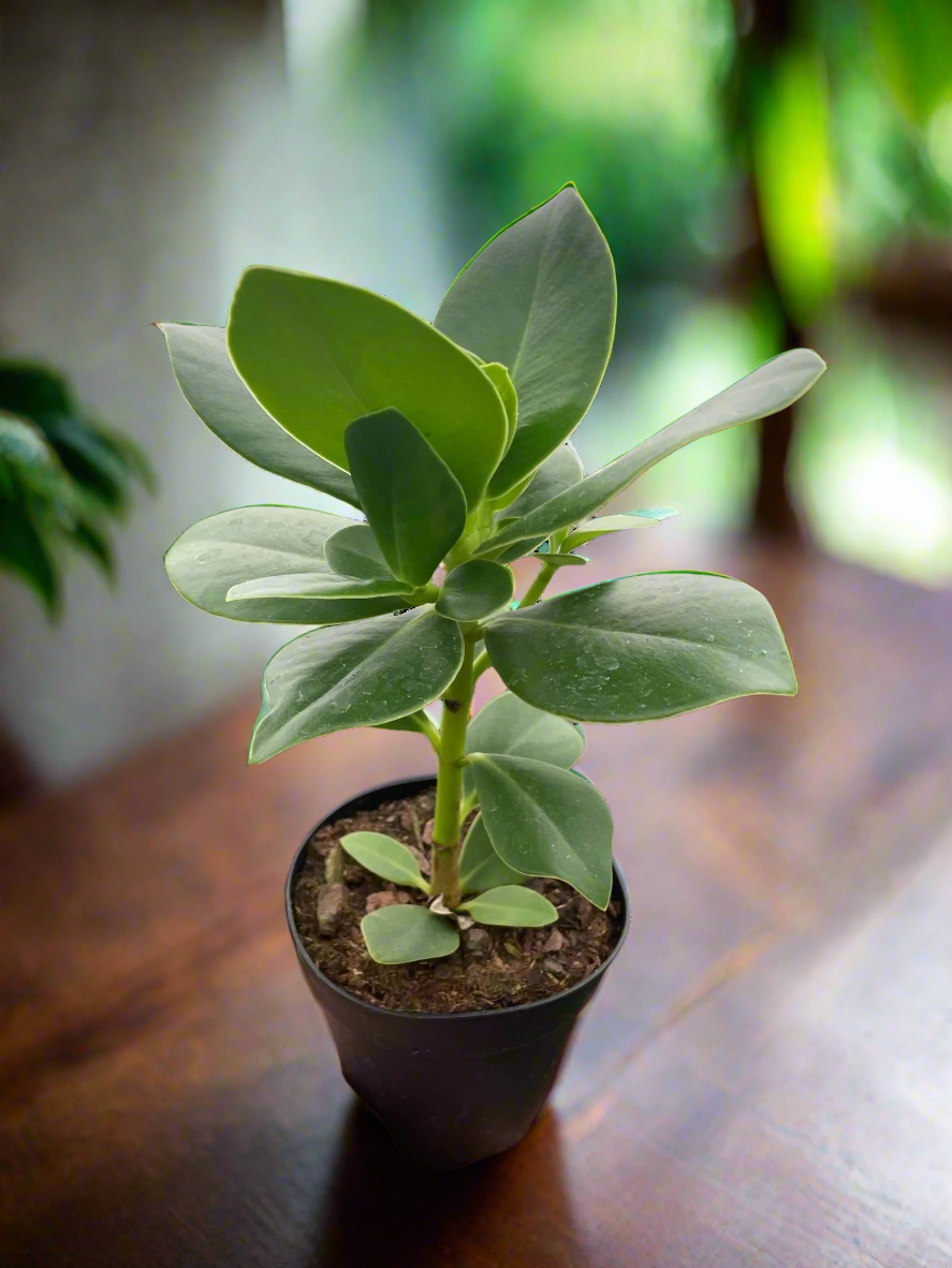 Clusia 'Princess' (Autograph Plant)