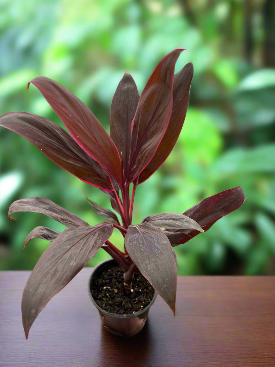 Cordyline 'Calypso Queen'