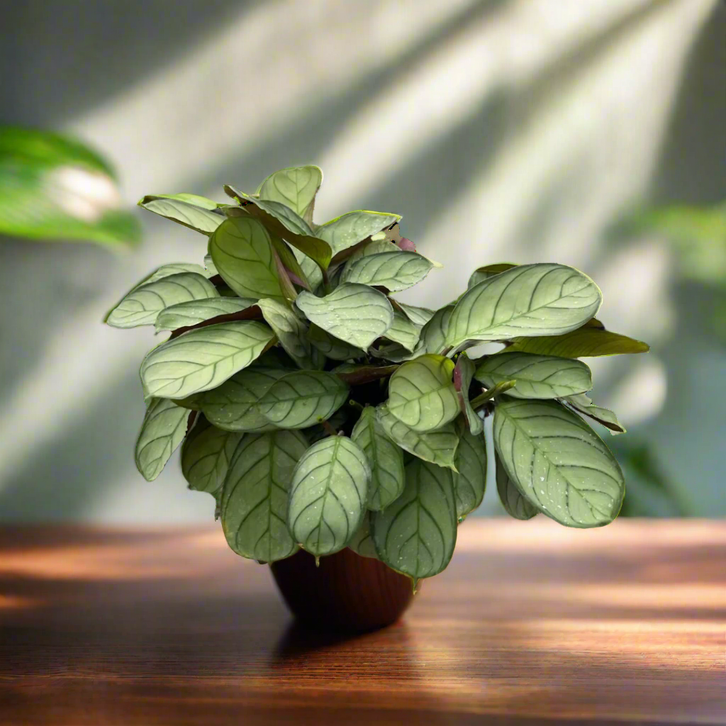 Ctenanthe burle-marxii 'Amagris'