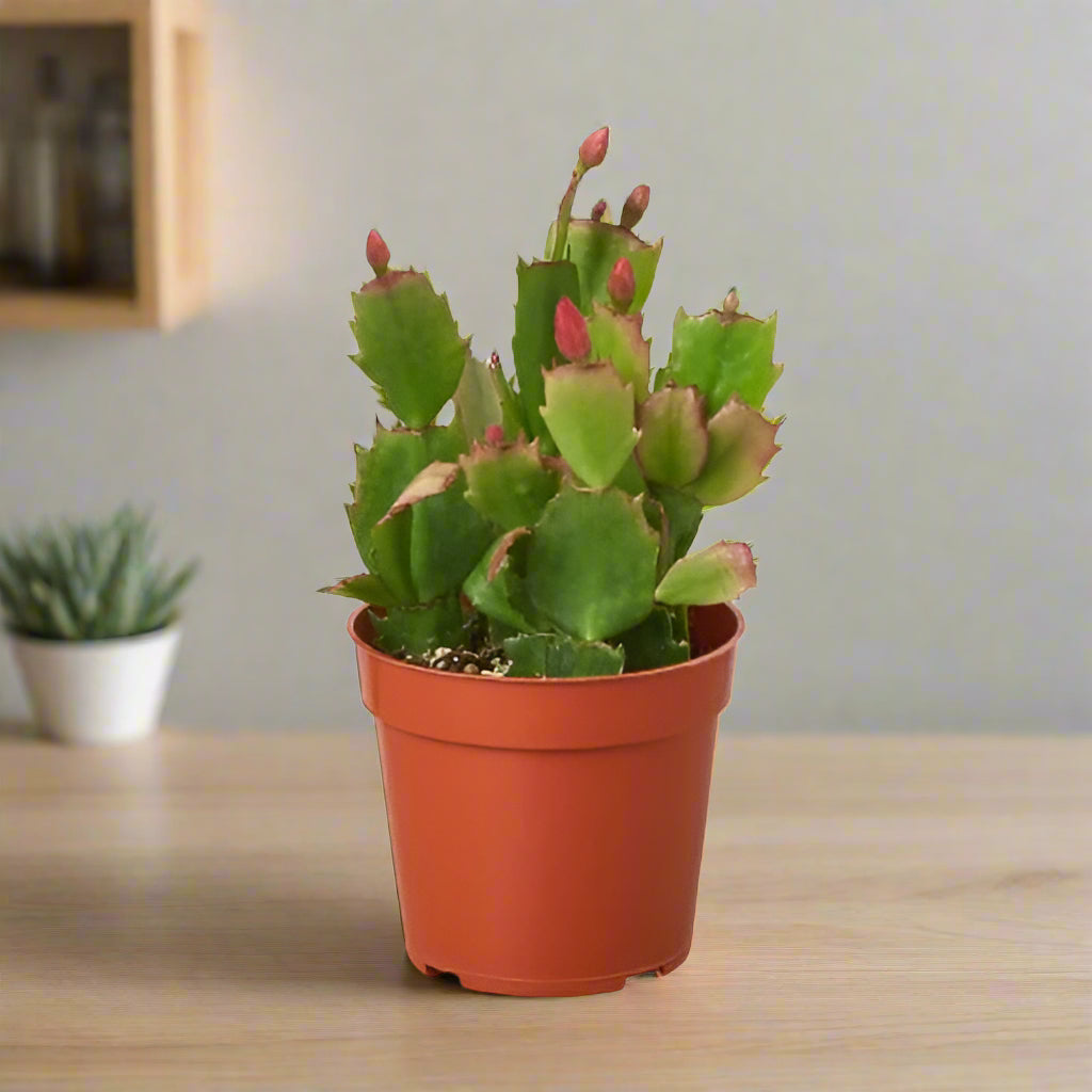 Zygocactus 'Christmas Cactus'