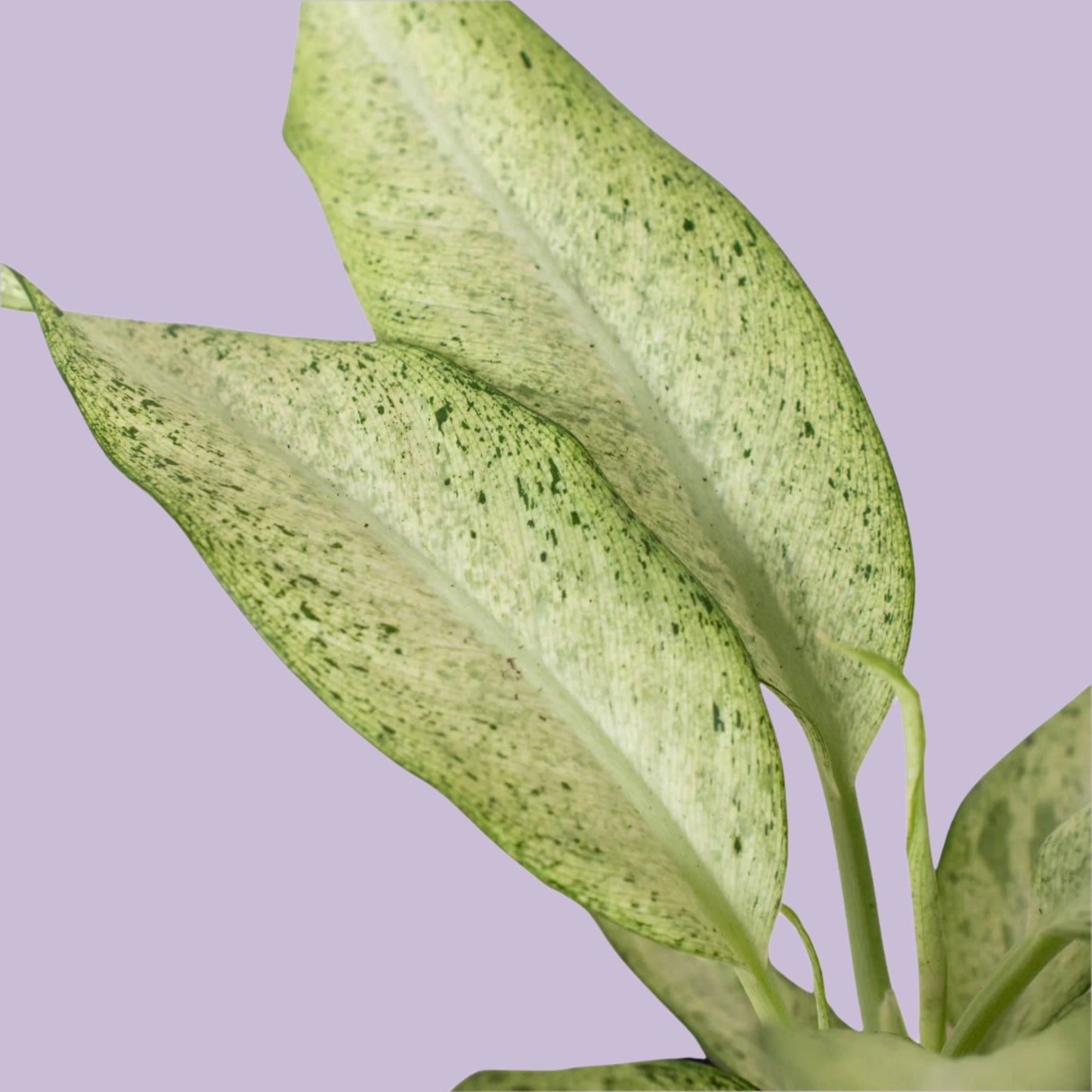 Dieffenbachia 'Camouflage'
