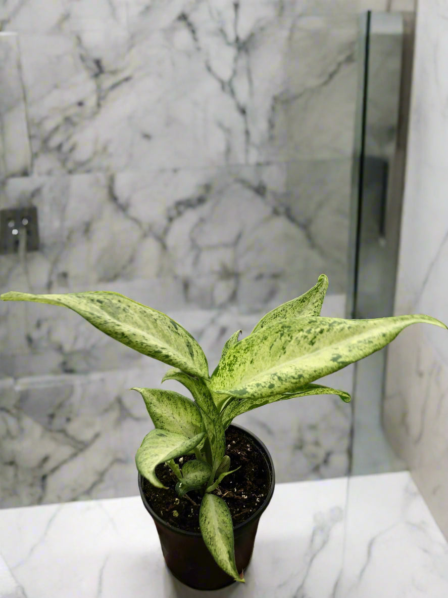 Dieffenbachia 'Camouflage'