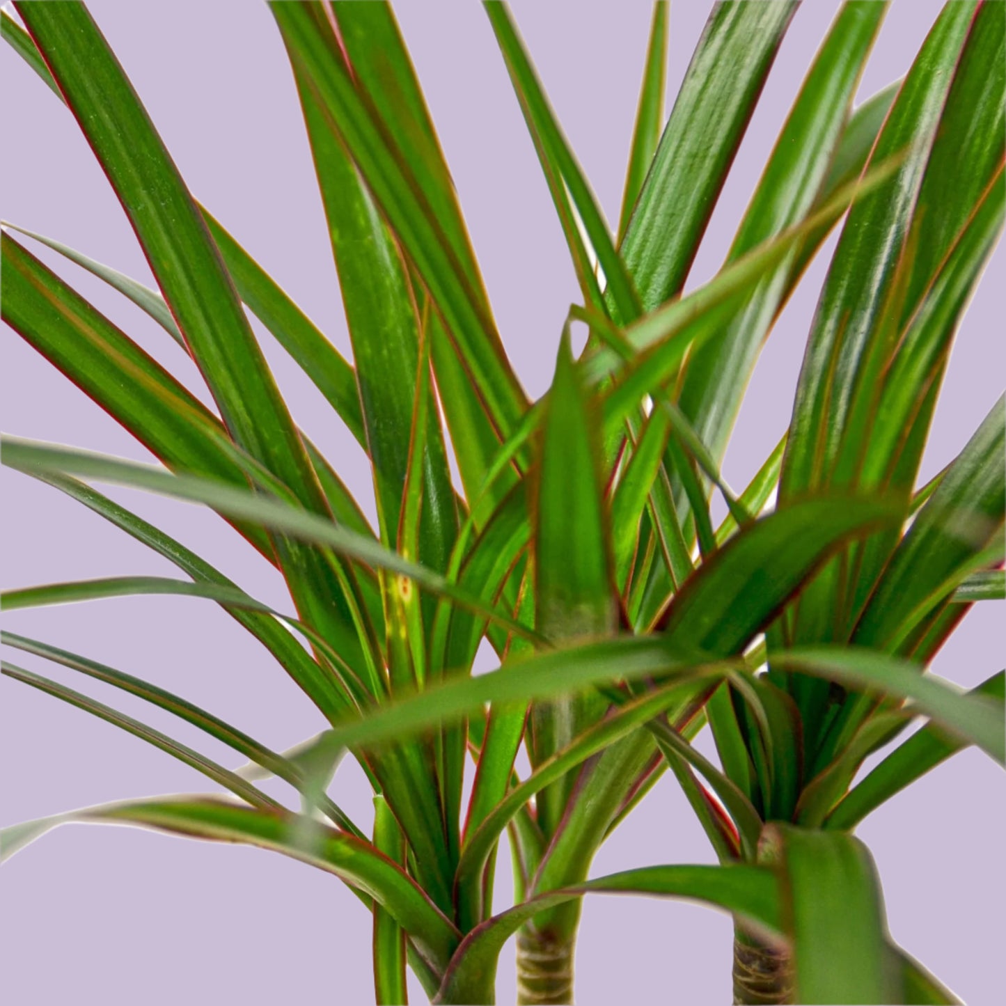 Dracaena Marginata Cane