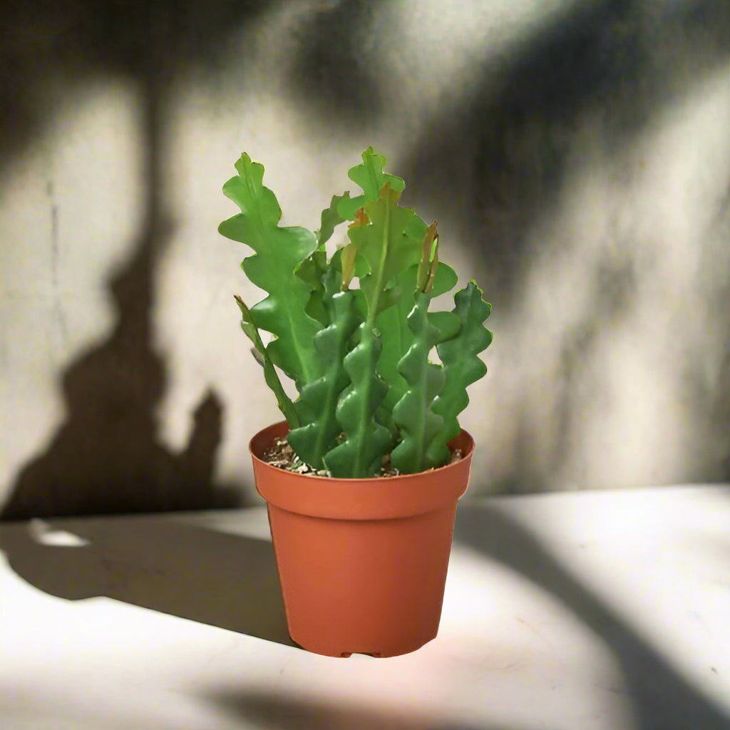 Epiphyllum 'Ric Rac' Cactus