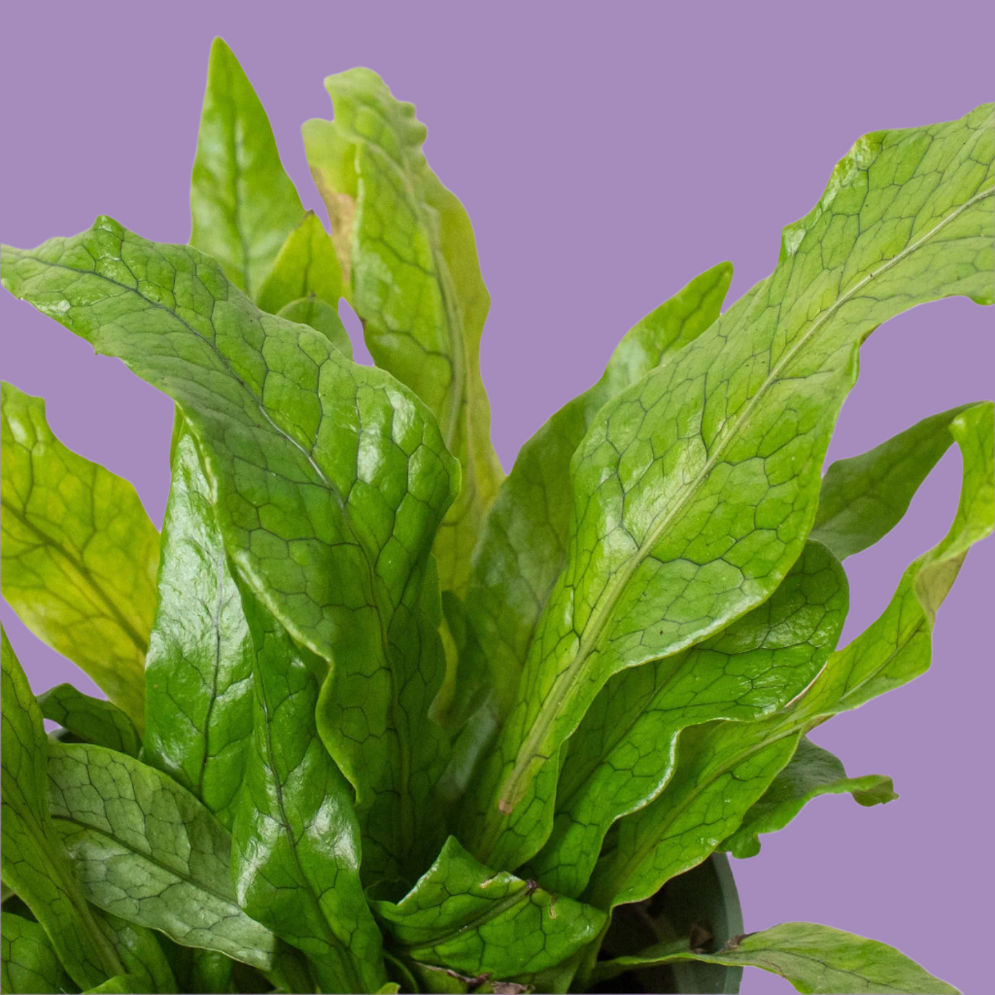 Fern 'Crocodile'