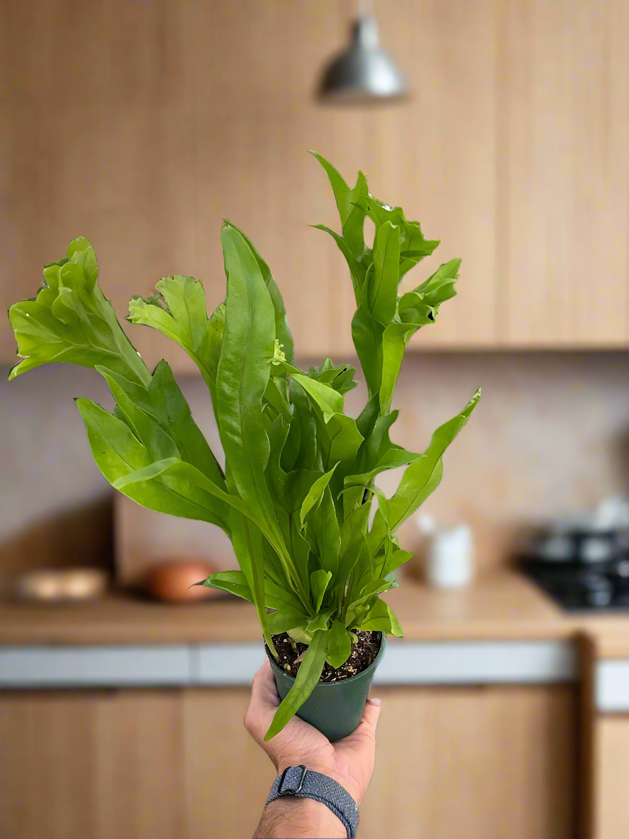 Fern 'Green Flame'