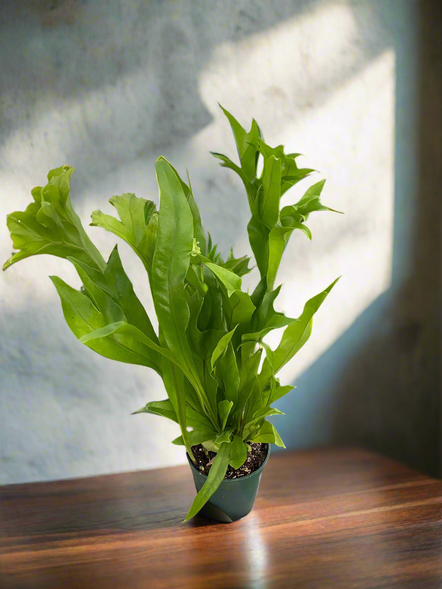 Fern 'Green Flame'