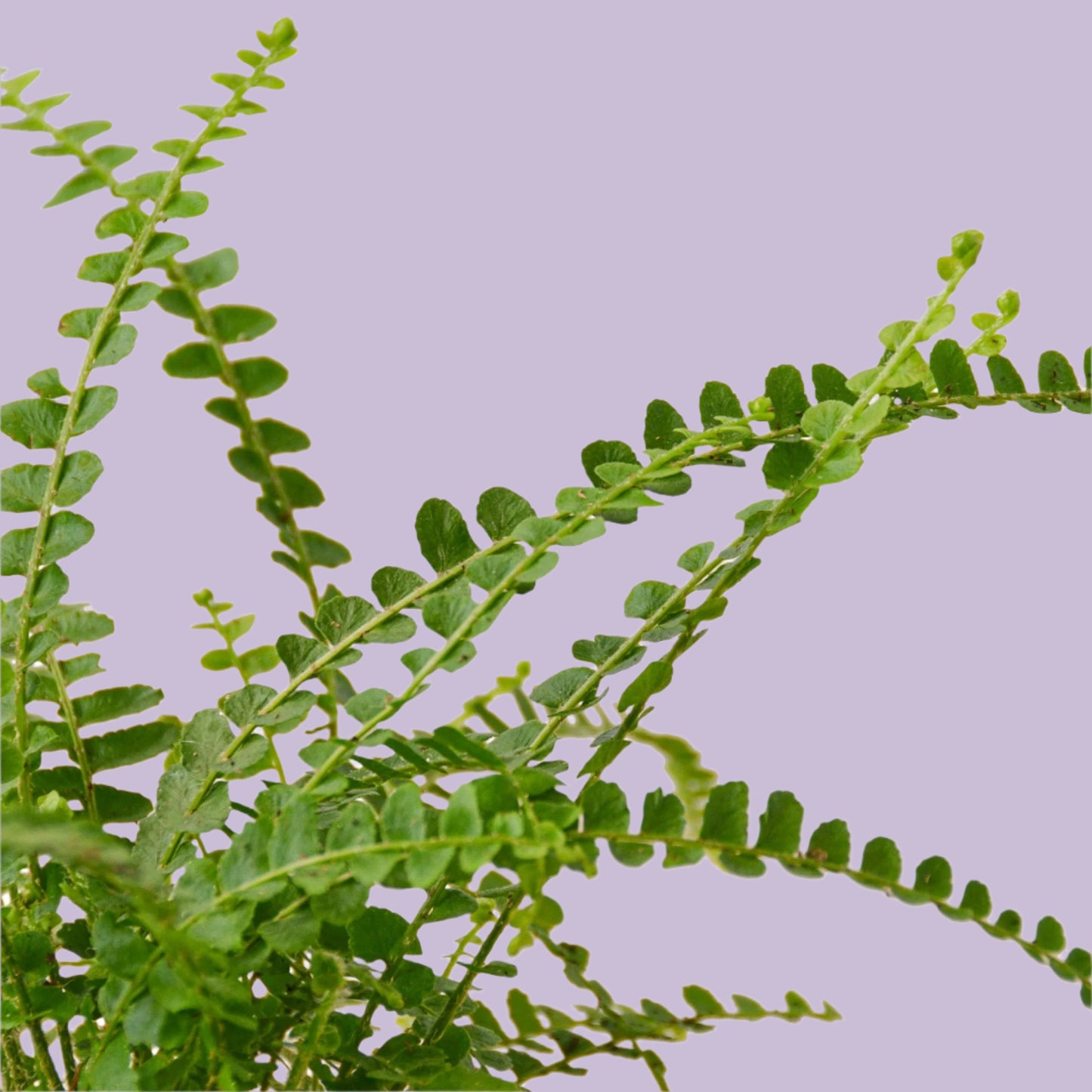 Fern 'Lemon Button'