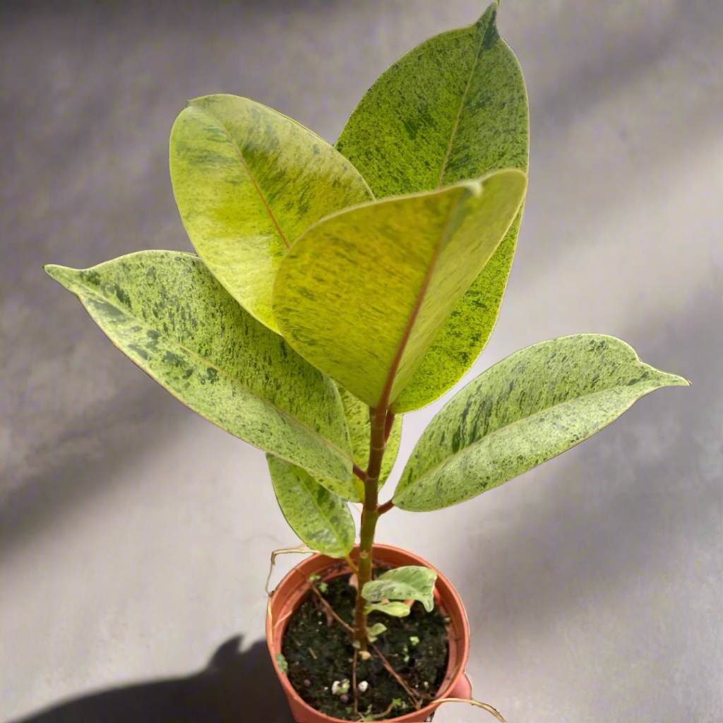 Ficus 'shivereana' (Moonshine)