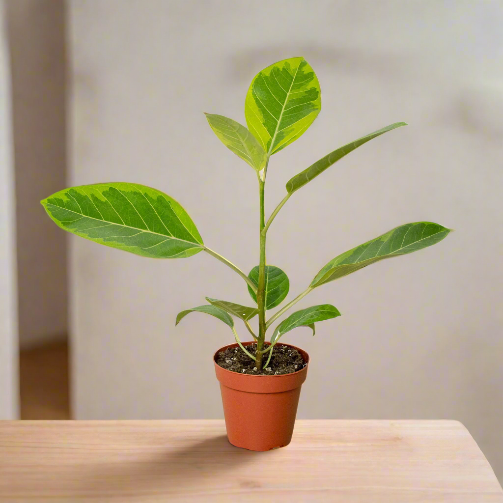 Ficus Altissima 'Yellow Gem'