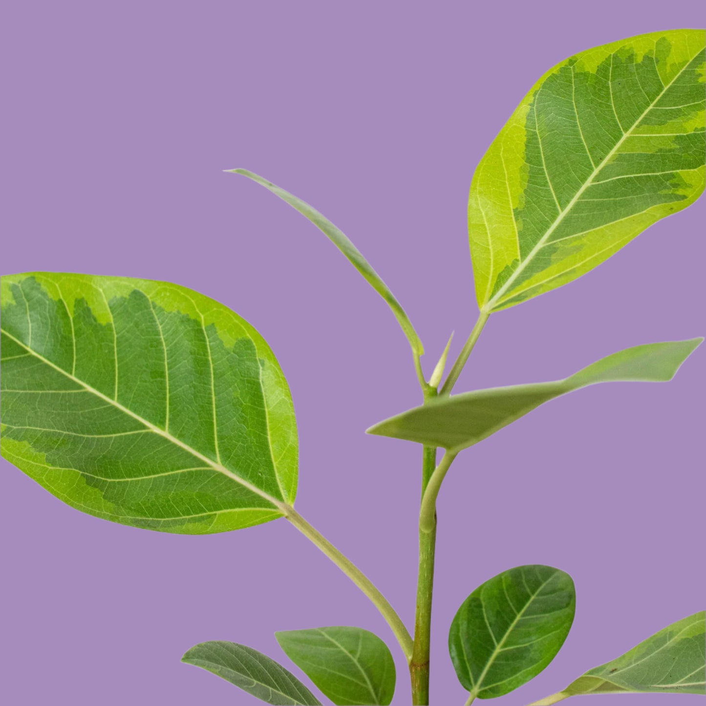 Ficus Altissima 'Yellow Gem'
