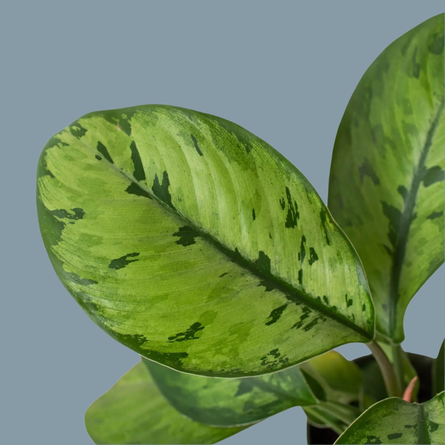 Homalomena 'Selby'