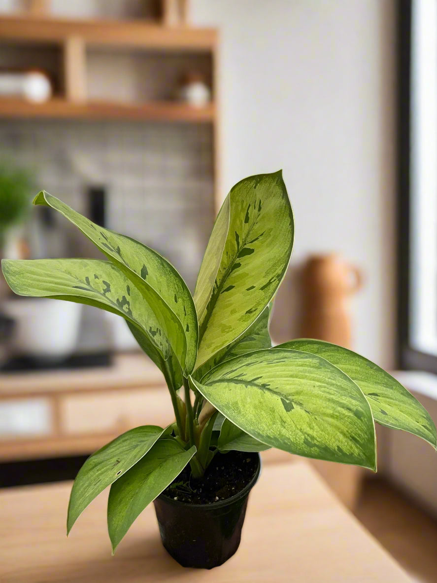 Homalomena 'Selby'