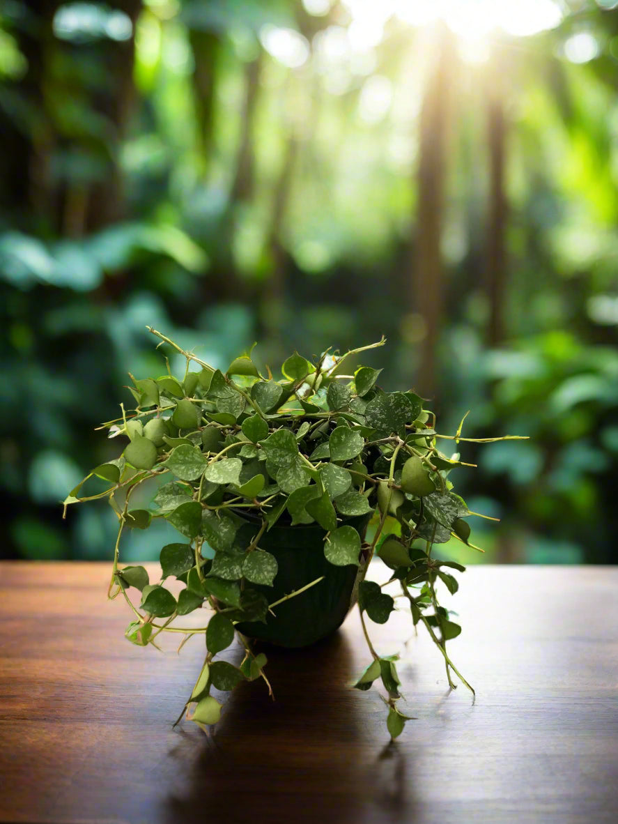 Hoya 'Curtisii'