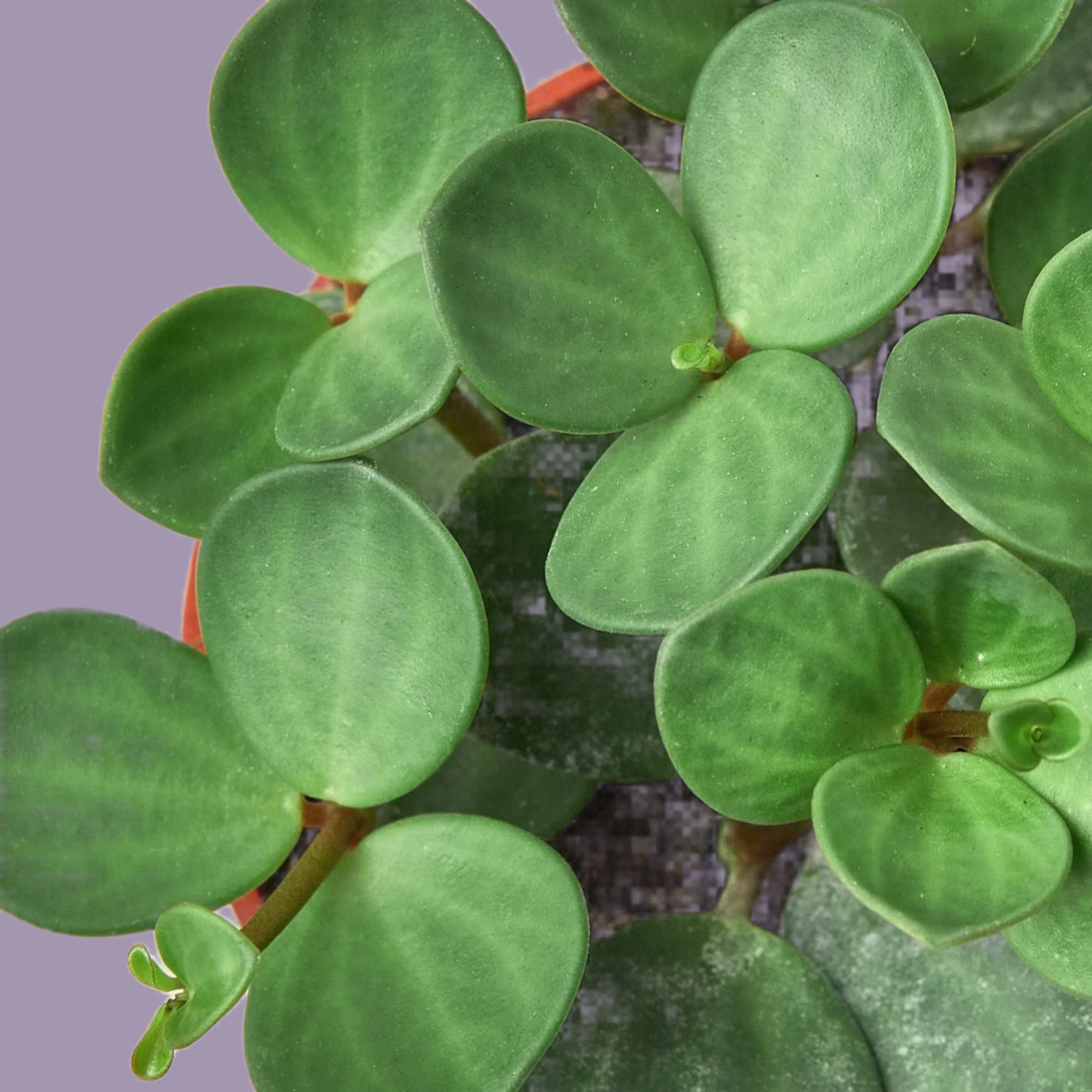 Peperomia 'Hope'