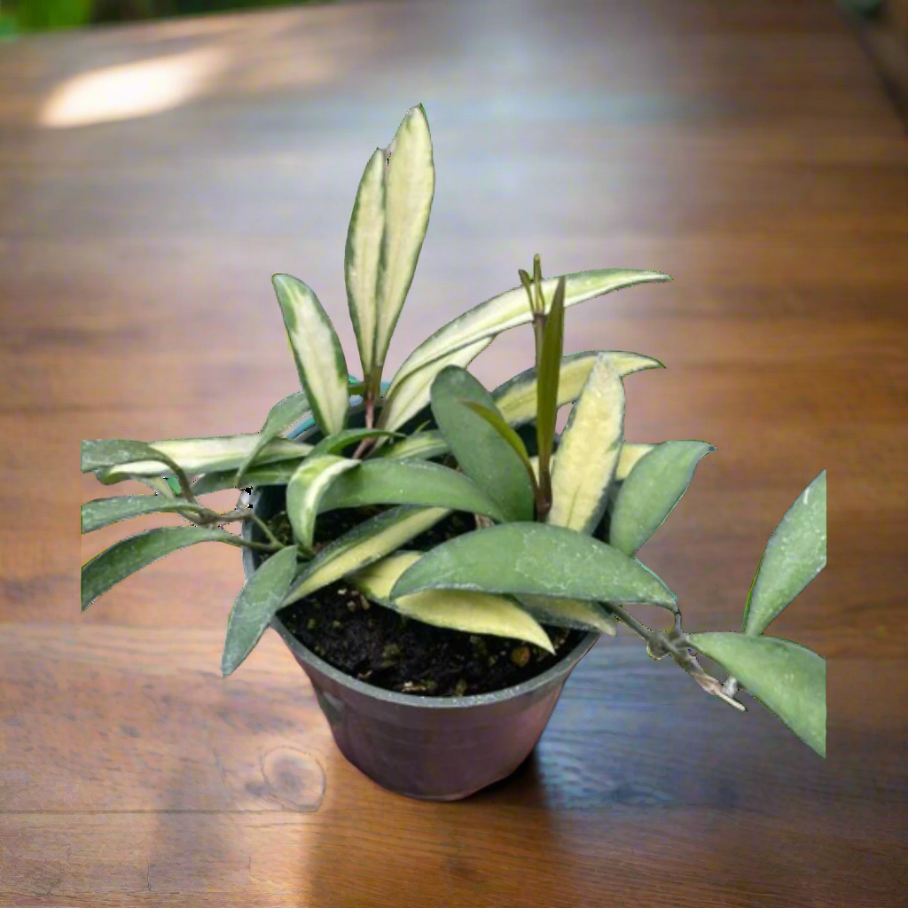 Hoya Wayetii Variegated