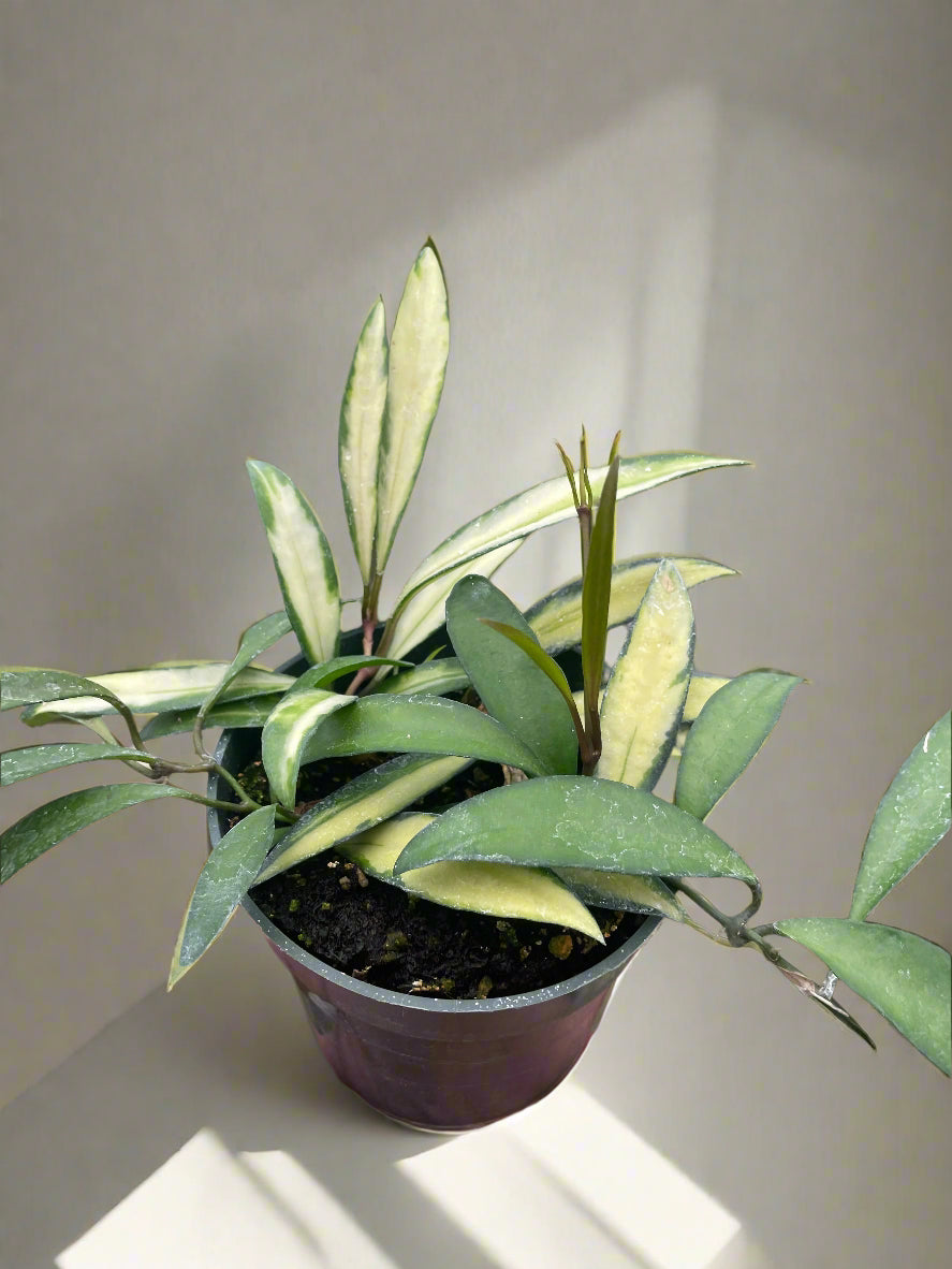 Hoya Wayetii Variegated