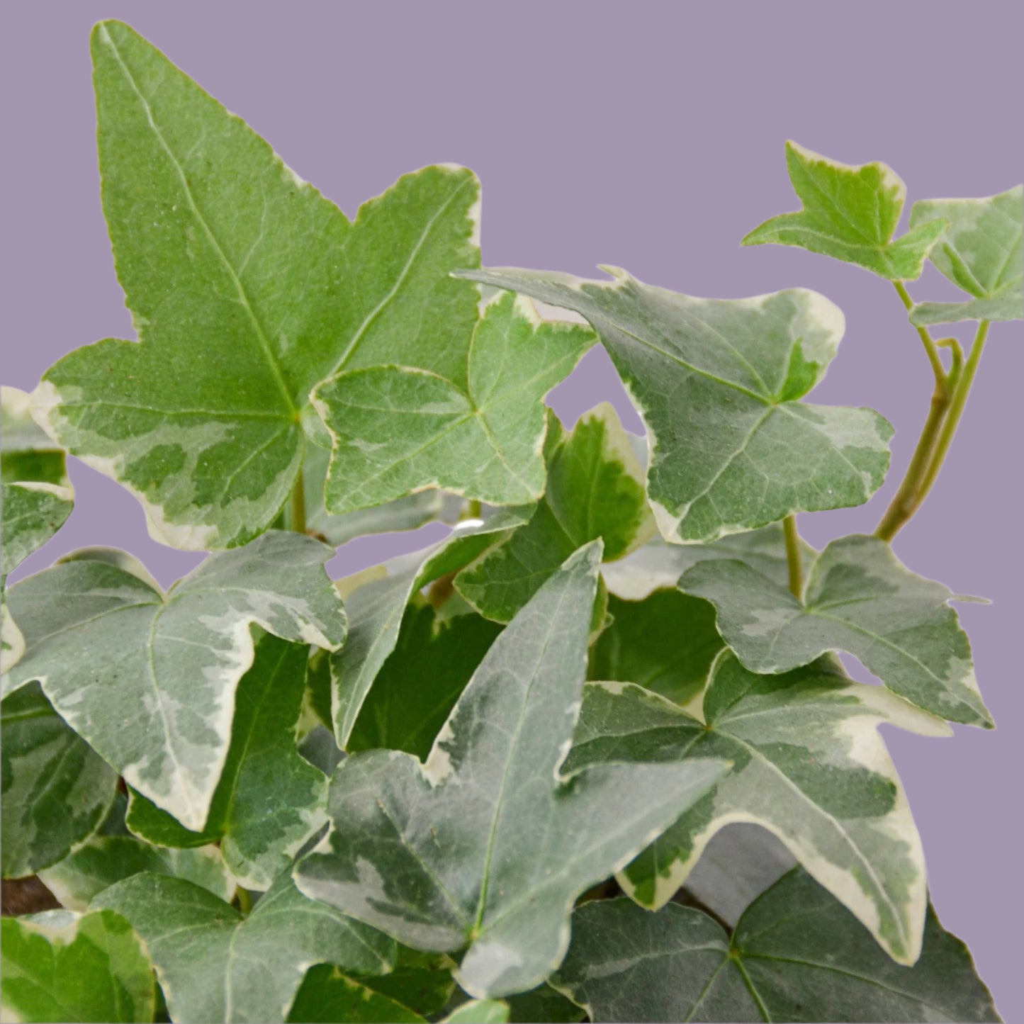 English Ivy 'Glacier'