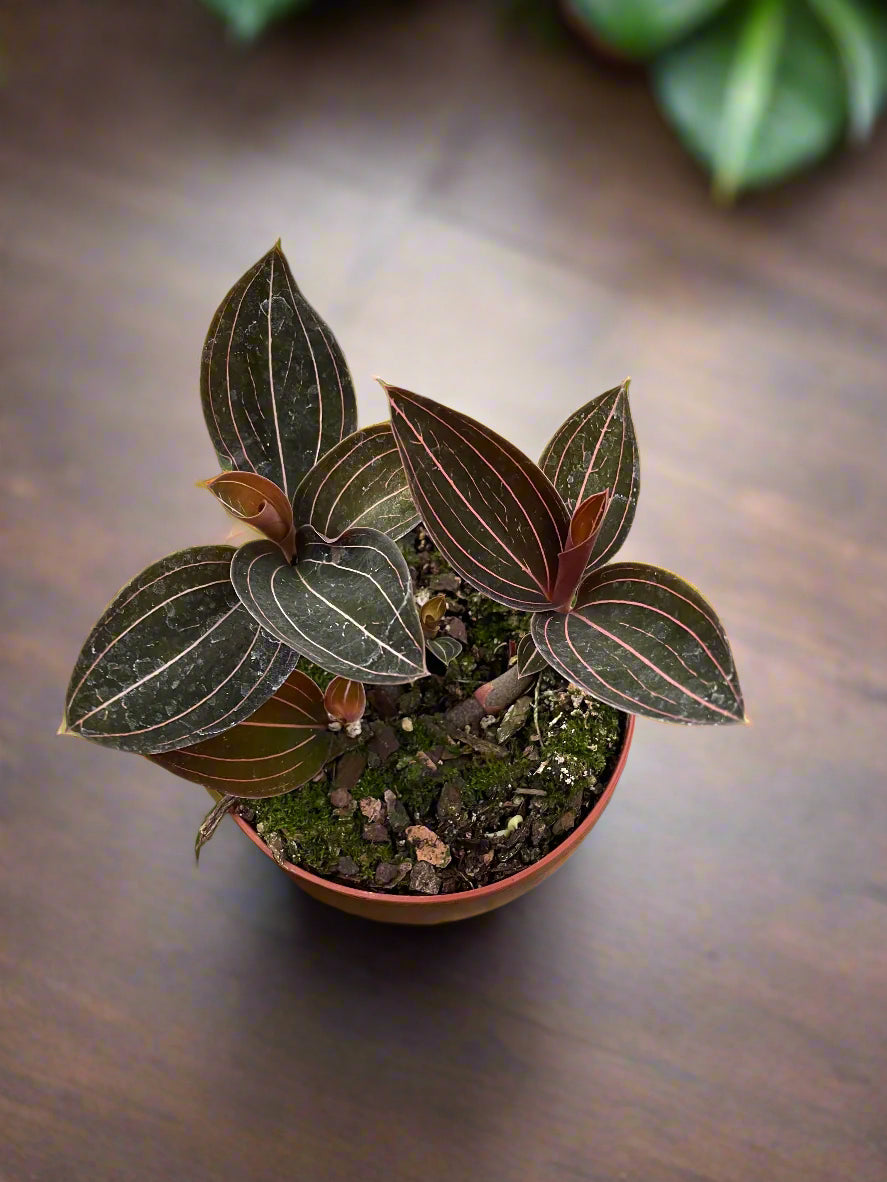 Ludisia Discolor