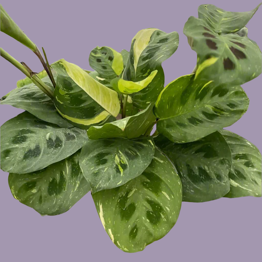 Maranta Variegated 'Beauty Kim'