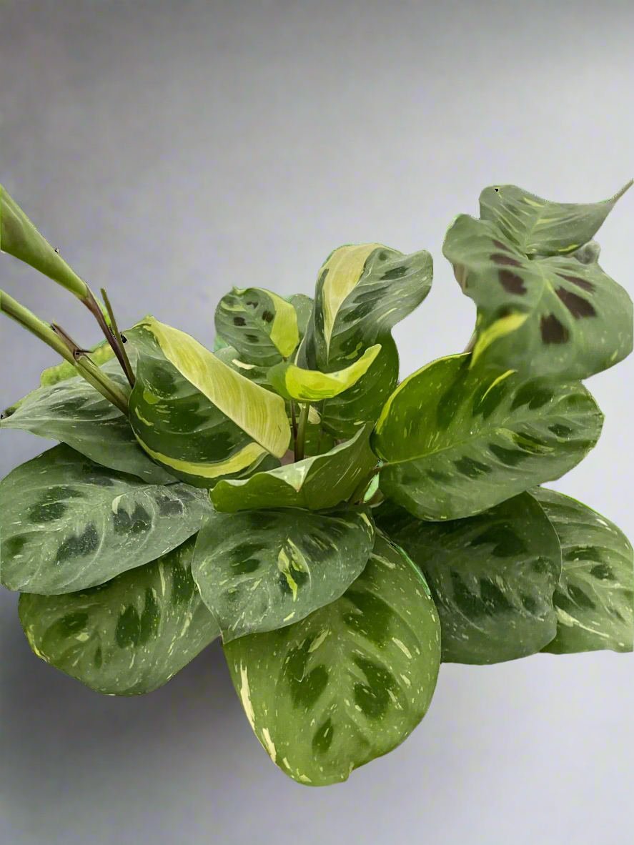 Maranta Variegated 'Beauty Kim'
