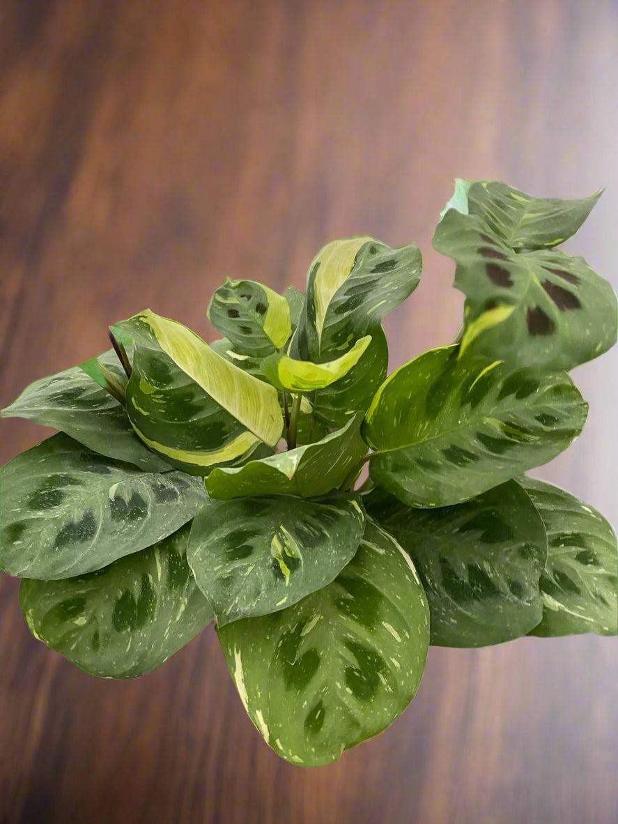 Maranta Variegated 'Beauty Kim'