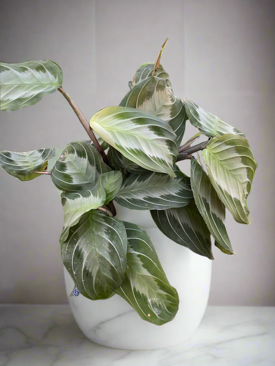 Maranta 'Silver Band'