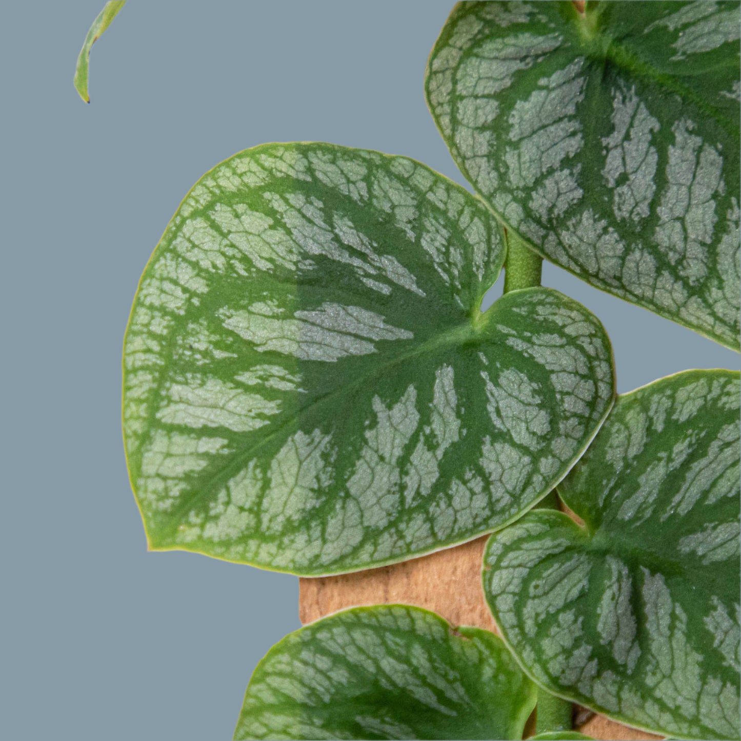 Monstera 'Dubia' (Shingle Plant)
