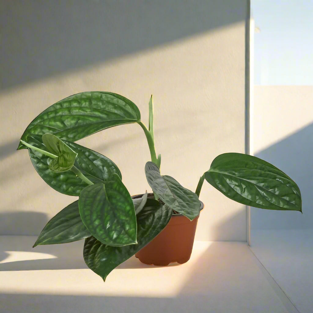 Monstera 'Peru'