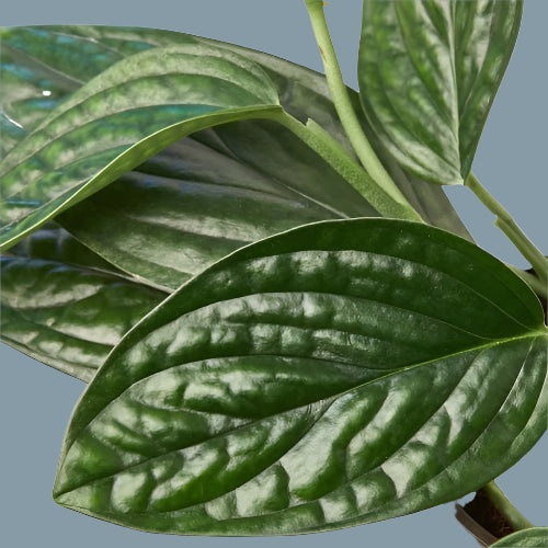 Monstera 'Peru'