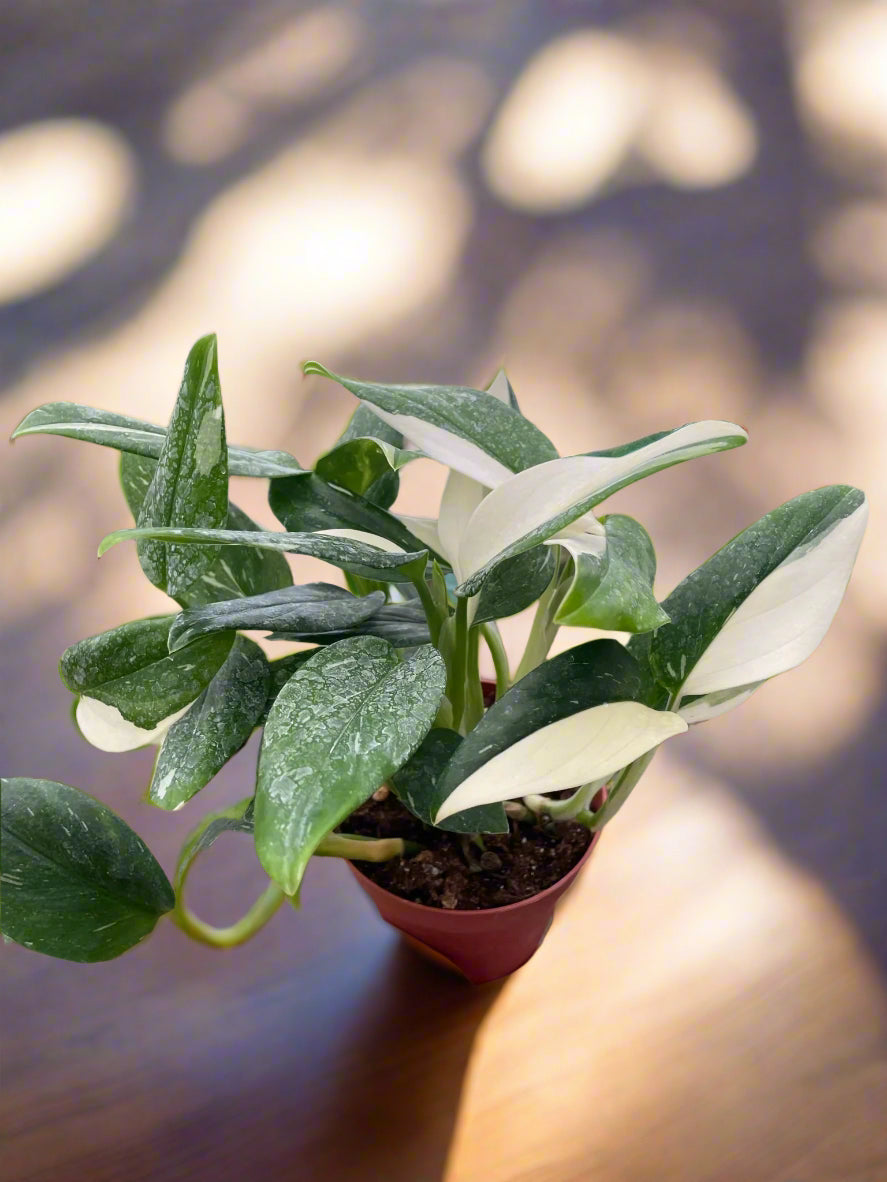 Monstera 'Standeleyana Albo Variegated'