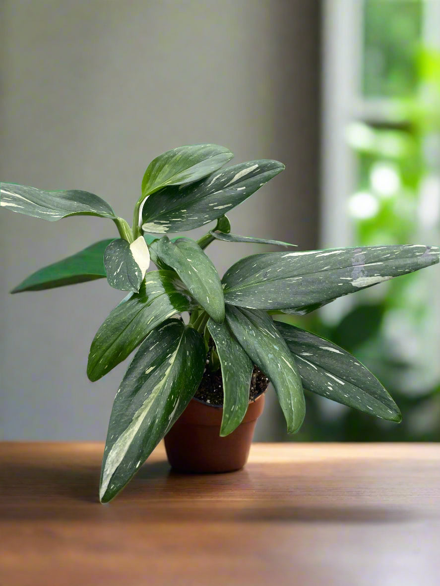 Monstera 'Standeleyana Albo Variegated'