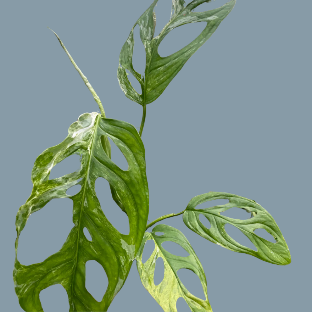 Monstera Adansonii 'Swiss Cheese Variegated'