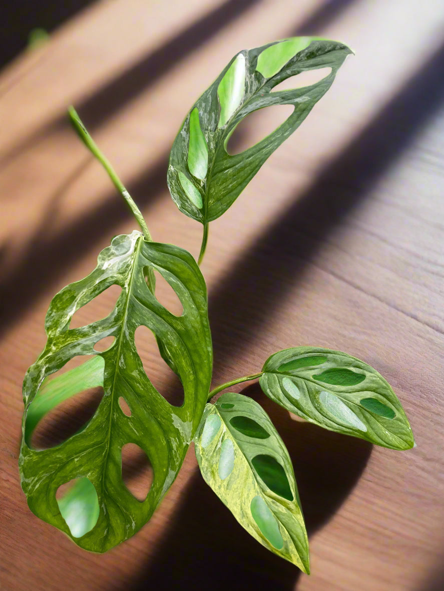 Monstera Adansonii 'Swiss Cheese Variegated'