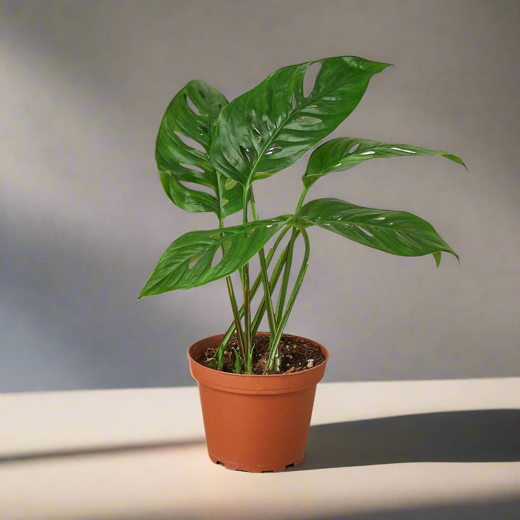 Monstera Adansonii 'Swiss Cheese'