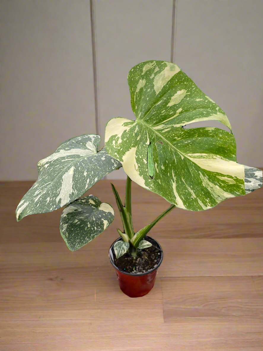 Monstera 'Thai Constellation'
