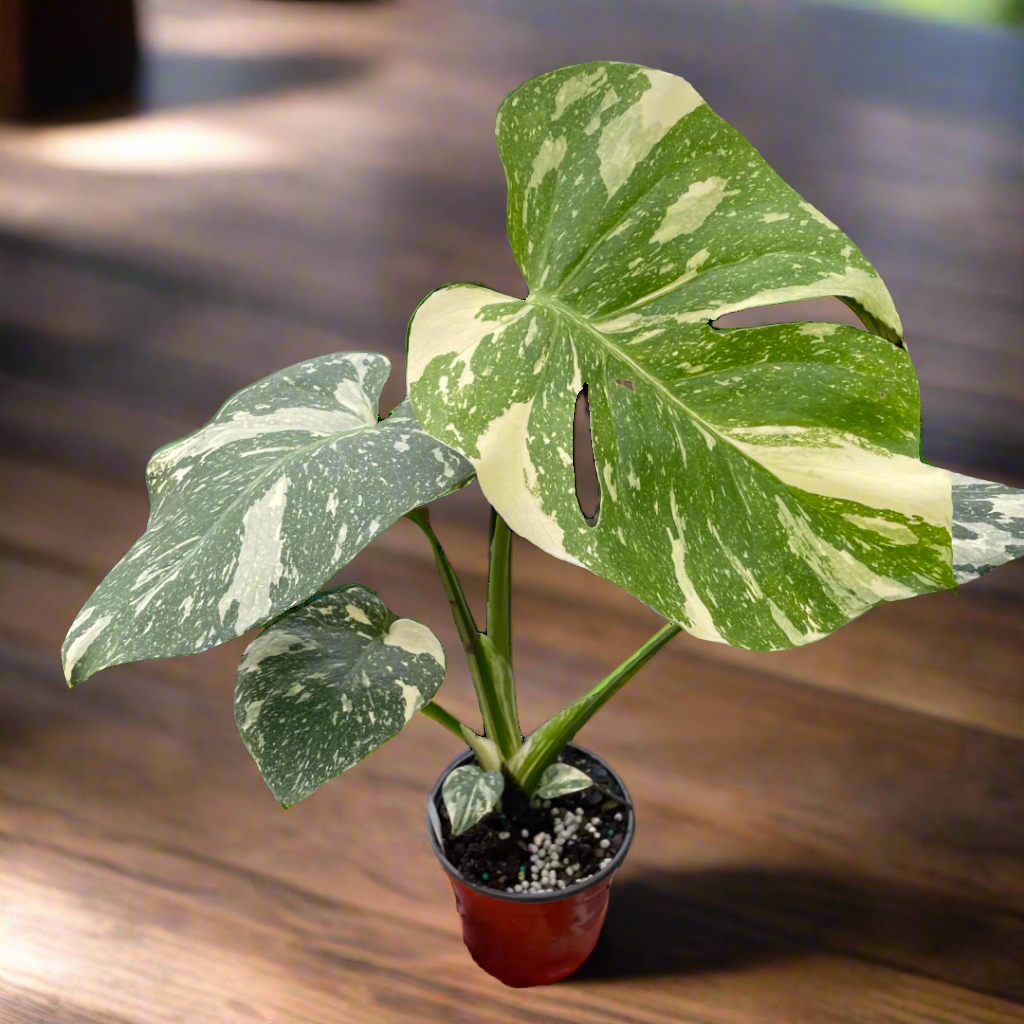 Monstera 'Thai Constellation'