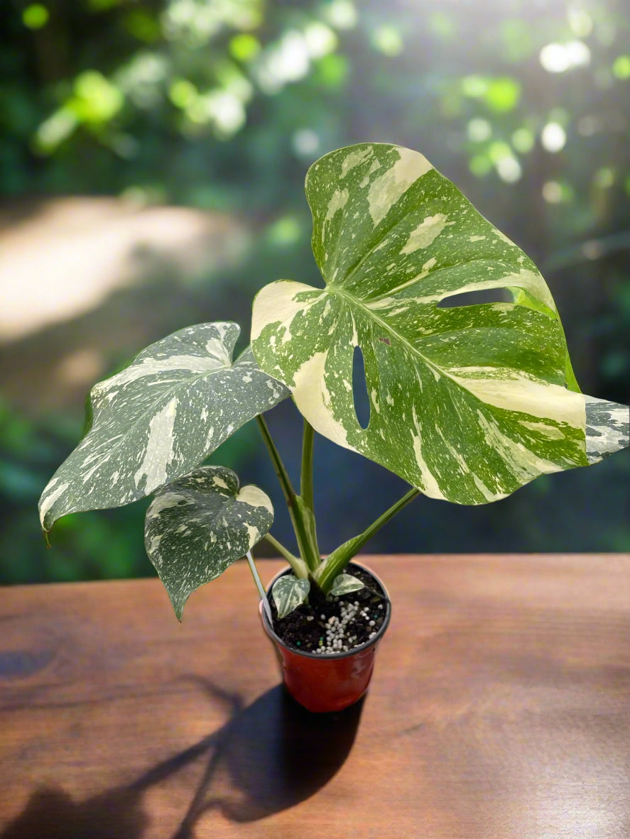 Monstera 'Thai Constellation'