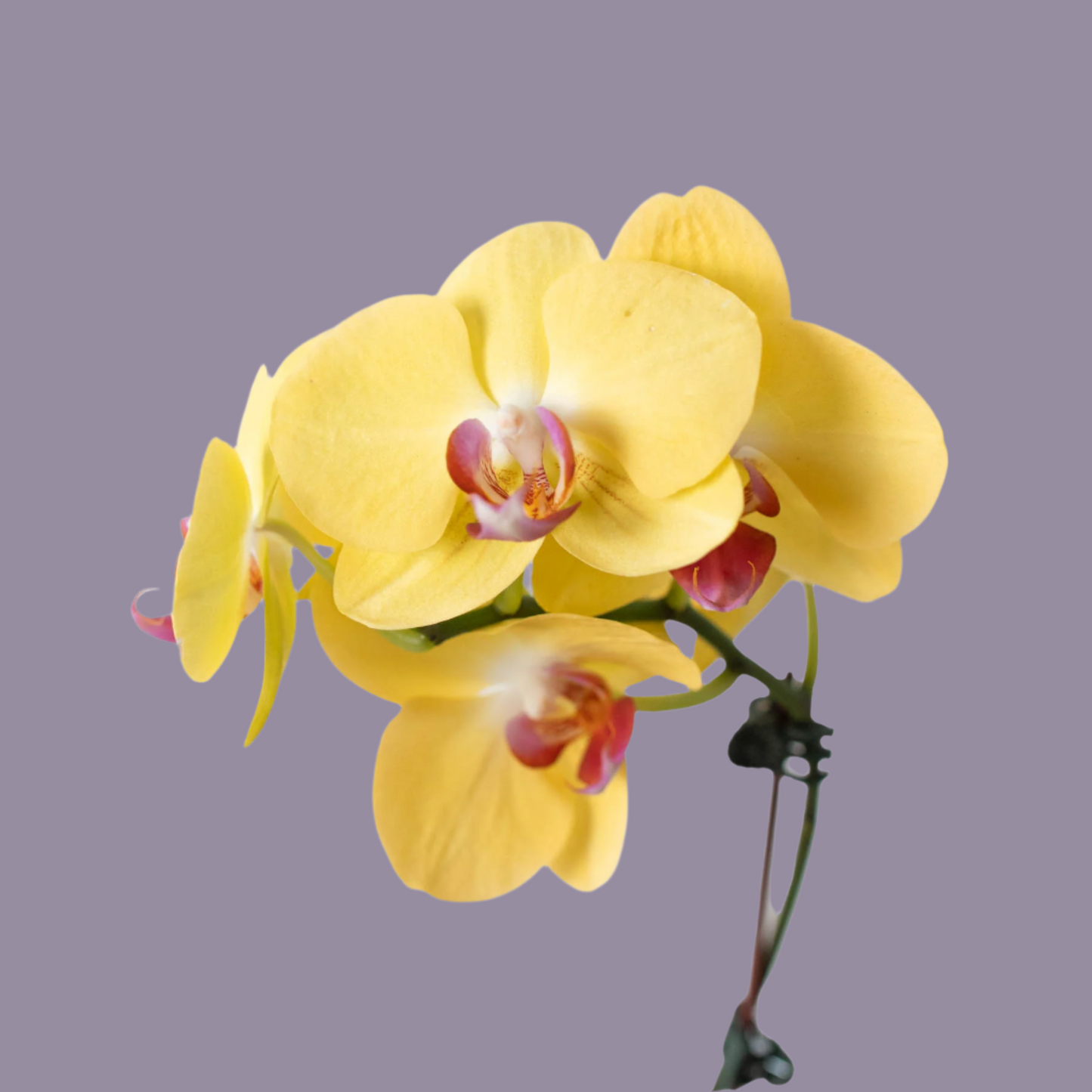 Yellow Phalaenopsis Orchid - Sunny Indoor Plant with Granny's Care Guide