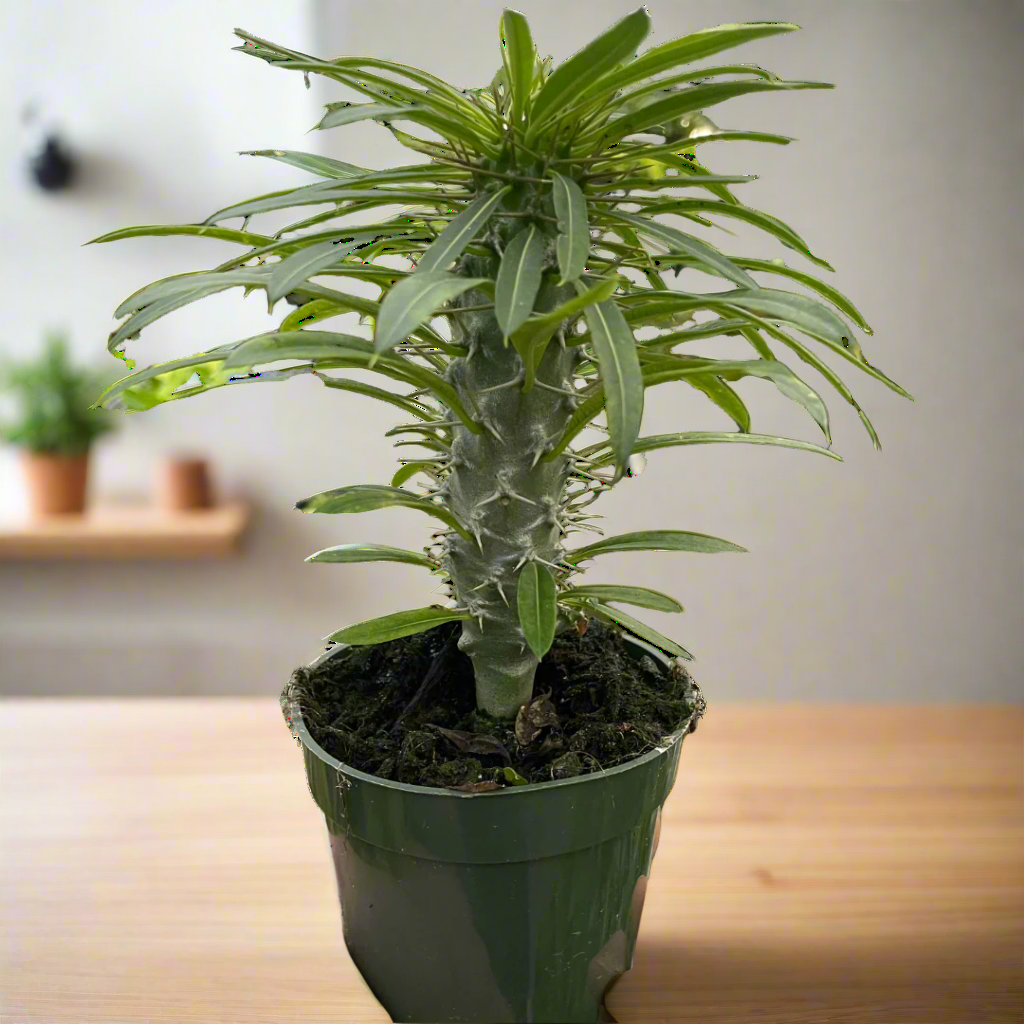 Pachypodium 'lamerei' (Madagascar Palm)