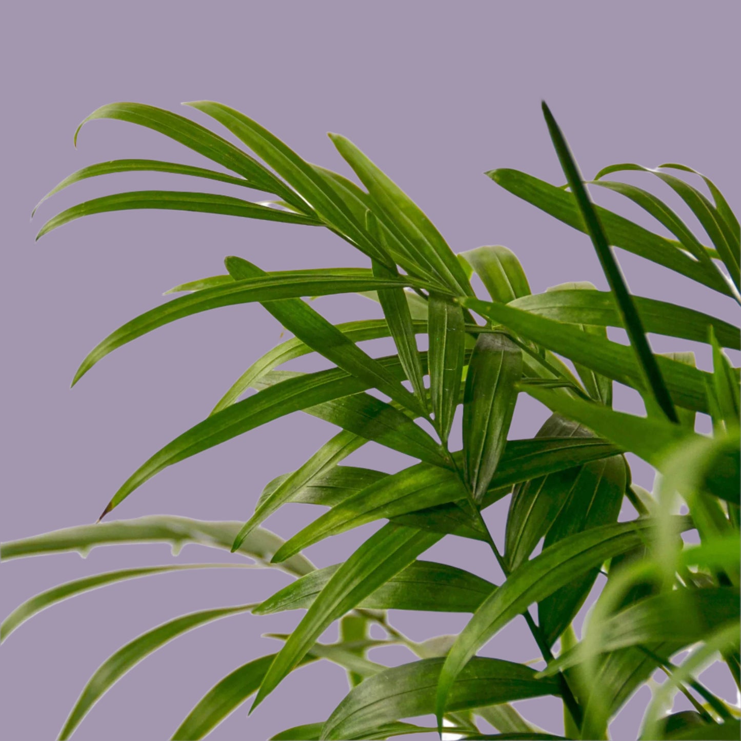 Parlor Palm