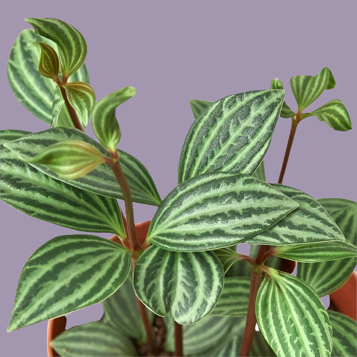 Peperomia 'Parallel'