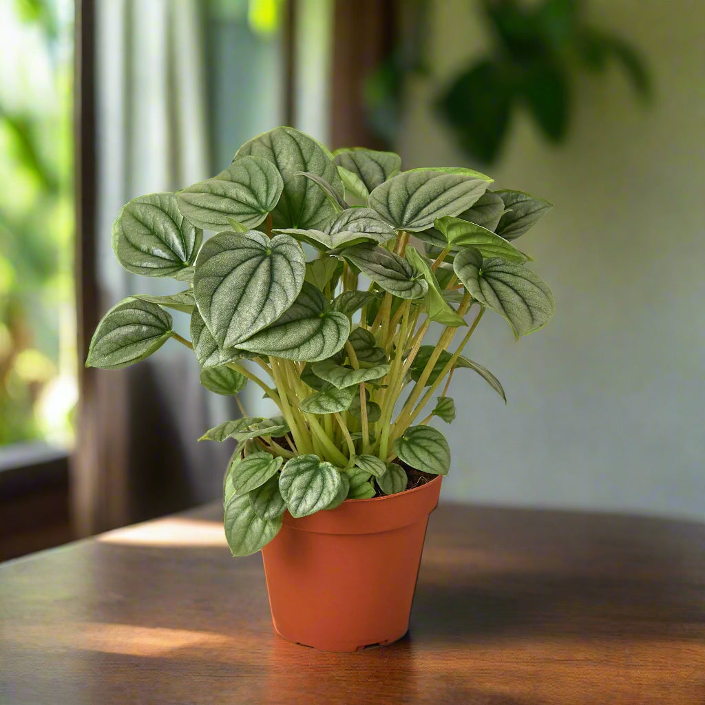 Peperomia 'Frost'