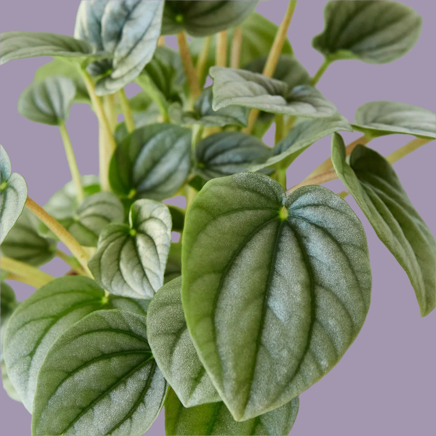 Peperomia 'Frost'